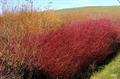 cornus sericea